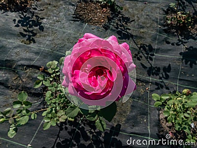 Rose 'Duftrausch' flowering with very large, violet-pink, double flowers in bright sunlight in a park Stock Photo