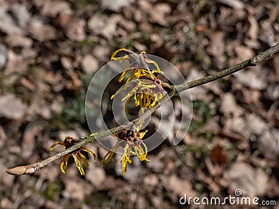 Hybrid witch hazel (hamamelis intermedia) flowering with yellow and orange twisted petals on bare stems in spring Stock Photo