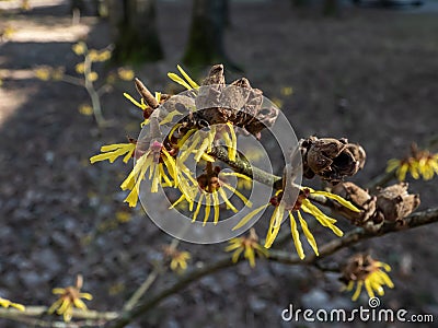 Hybrid witch hazel (hamamelis intermedia) flowering with yellow and orange twisted petals on bare stems in spring Stock Photo