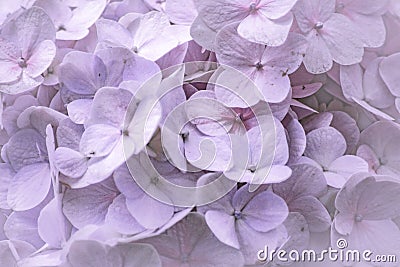 Close up of a hydrangea Stock Photo