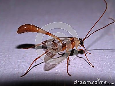 close up of a Ichneumon wasp (Family Ichneumonidae) Stock Photo
