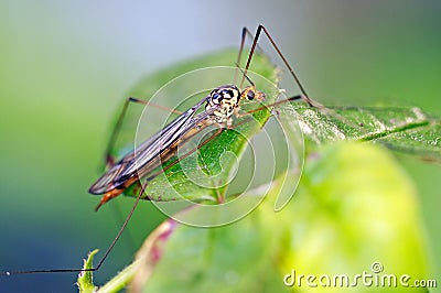 Close up of a Ichneumon wasp resting on a green leaf Stock Photo