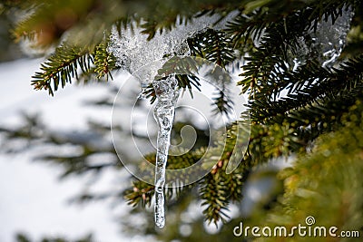 Close-up of an icicle on a spruce branch with spruce needles Stock Photo