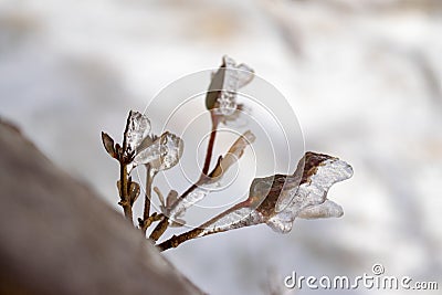 Close up of icicle on tree twigs (small branches) Stock Photo