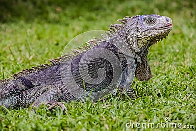 Close up of a Iguana, Harmless reptile, selective focus of a Liz Stock Photo