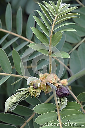 Close-up image of African senna leaves and buds Stock Photo