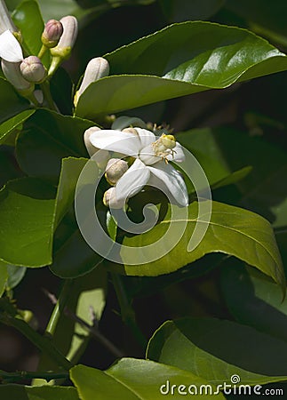 Close-up image of American wonder lemon flowers Stock Photo