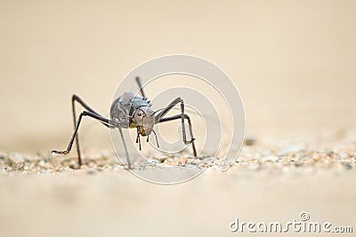 Close up image of an armour plated ground cricket. Namibia. Macro shot. Stock Photo