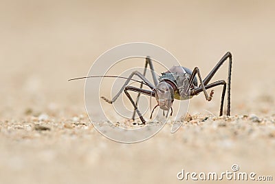 Close up image of an armour plated ground cricket. Namibia. Macro shot. On rocky ground. Stock Photo