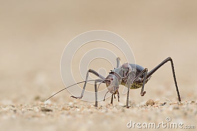 Close up image of an armour plated ground cricket. Namibia. Macro shot. On rocky ground. Searching for food. Stock Photo