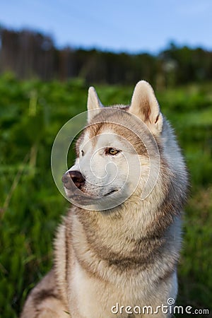 Close-up image of attentive dog breed siberian husky in the forest on a sunny day at sunset. Stock Photo