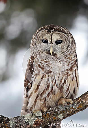 Close up image of a barred owl Stock Photo