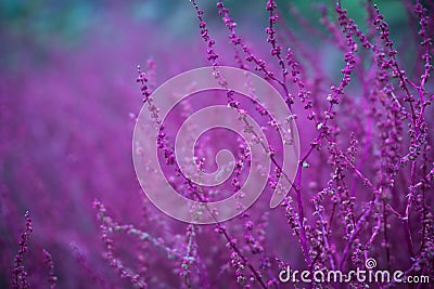 Ultraviolet background with small grass, photographed from a c Stock Photo