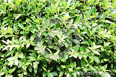 Close up image of benjamina ficus green leaves Stock Photo