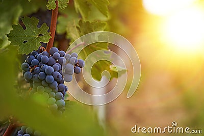 Close up image of black grapes and leaves in a vineyard. Winery background Stock Photo