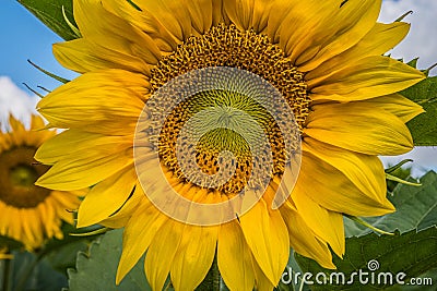 A close-up image of a blooming sunflower Stock Photo