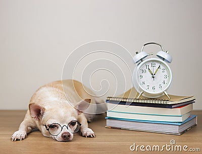 brown chihuahua dog wearing eye glasses, lying down with alarm clock 11 o'clock and stack of books on wooden floor Stock Photo