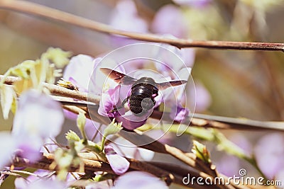 Close-up image with a bumblebee with pollen on him pollinating in a Glycine sinensis flower Stock Photo