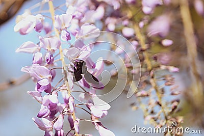 Close-up image with a bumblebee with pollen on him pollinating in a Glycine sinensis flower Stock Photo