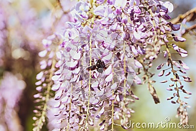Close-up image with a bumblebee with pollen on him pollinating in a Glycine sinensis flower Stock Photo