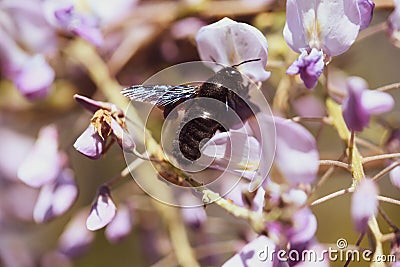 Close-up image with a bumblebee with pollen on him pollinating in a Glycine sinensis flower Stock Photo