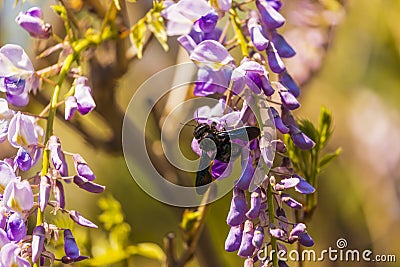 Close-up image with a bumblebee with pollen on him pollinating Stock Photo