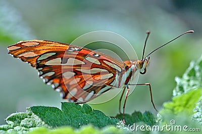 Close-up of a butterfly standing on a leaf Stock Photo