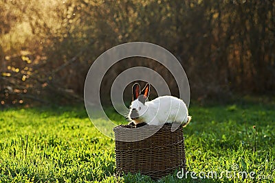 Close up image of a California or California white breed Stock Photo