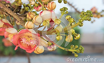 Close up image of Cannonball Tree. Stock Photo