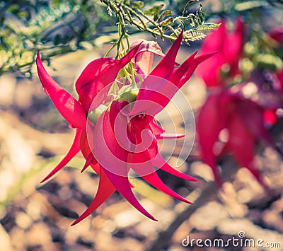 Close up image of a Clianthus Flower, commonly known as kakabeak Stock Photo