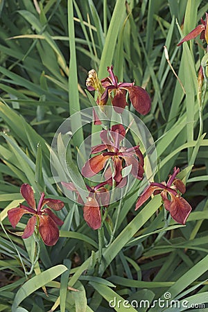 Close-up image of Copper iris flowers Stock Photo