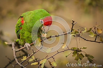 Close up image of cordilleran parakeet Stock Photo