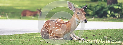 Close up image of deer sitting on grass yard Stock Photo