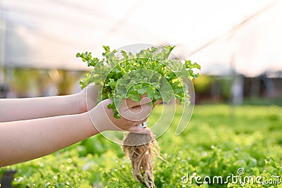 Close-up image of a female farmer harvesting or picking up organic hydroponic salad vegetables Stock Photo