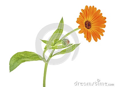 Close up image of the flower of medicinal herb marigold isolated on white background. Marigold flower Stock Photo