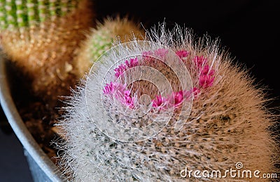 Close up image of a flowering Cactus Stock Photo