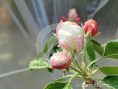 Granny Smith Malus sylvestris Apple Blossom Under Plastic Tent Stock Photo