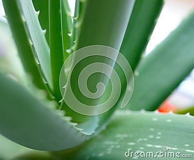 Close up Image of Green Aloe Vera Leafs on Bright Background Stock Photo