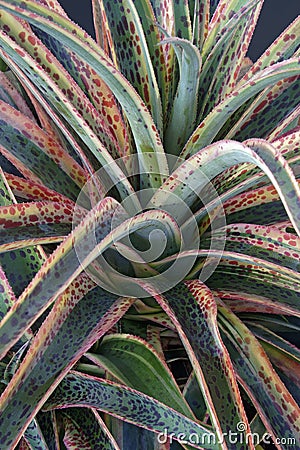 Kaleidoscope Mangave plant Stock Photo