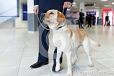 Close up image of a Labrador dog for detecting drugs at the airport standing near the customs guard Stock Photo