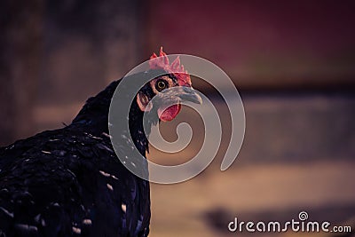 A large chicken is standing on the balcony steps. Such large roosters are found in the villages and hills of Bangladesh.Close-up Stock Photo