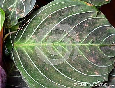 Large Round Green Leaf of Maranta - Abstract Texture Natural Background Stock Photo