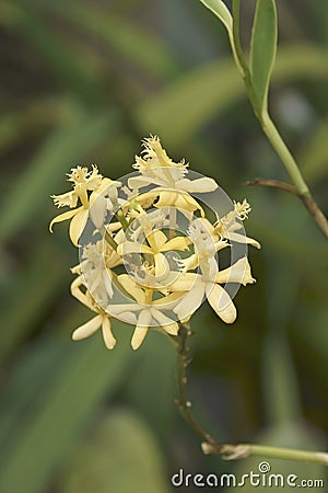 Close-up image of Lopsided Star orchid flowers Stock Photo