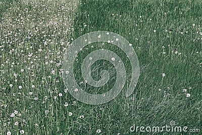 Close up image of lush, fresh green grass with common dandelions. Stock Photo