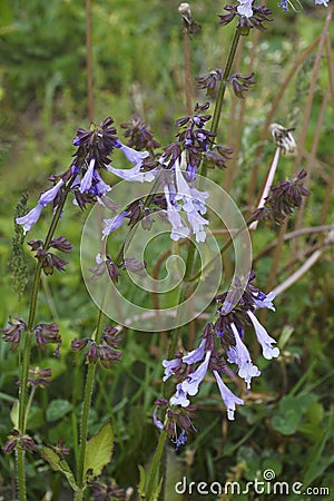 Close-up image of Lyra leaf sage flowers Stock Photo