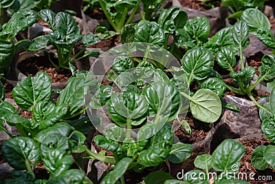 Close Up Image of Mustard Pagoda Stock Photo