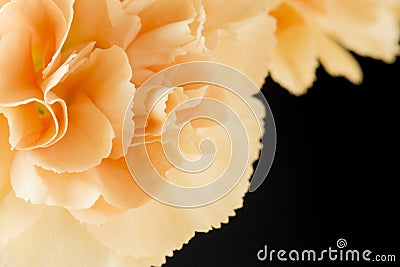 Close up image of pale orange carnations Stock Photo