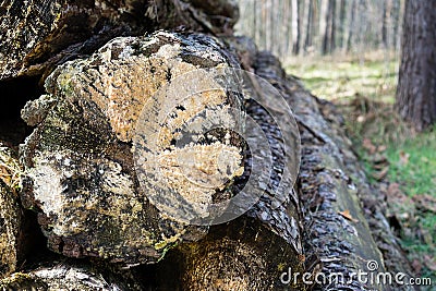 A close up image of a pile of lumber in the forest Stock Photo
