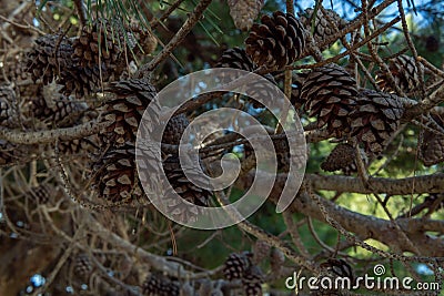 Close-up of an image of pine branches with pine cones Stock Photo