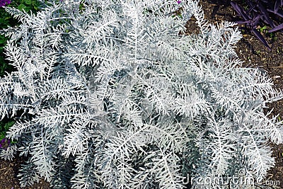 Close-up image of Powis Castle wormwood plant Stock Photo